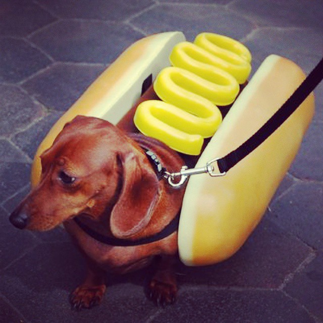Is this not the cutest lil hotdog you've ever seen? #dog #cute #hotdog