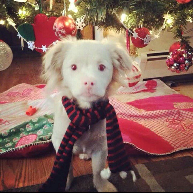Just look at this little dog having loads of fun at Christmas!! #dog #cute #puppy #albinopuppy #albino #christmas